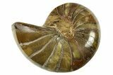 Cut & Polished Jurassic Nautilus Fossil (Half) - Madagascar #288010-1